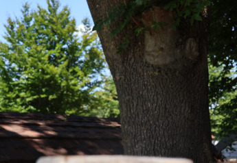 Soffione per doccia esterna in rame al Wellnest, Camping Vinkenhof nei Paesi Bassi, con alberi sullo sfondo.