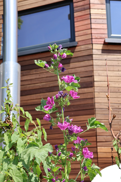 Flores moradas frente a la Lodge Wellnest en Camping Vinkenhof, Países Bajos, con una fachada de madera detrás.