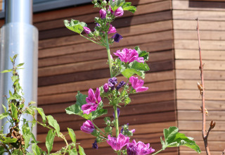 Flores moradas frente a la Lodge Wellnest en Camping Vinkenhof, Países Bajos, con una fachada de madera detrás.