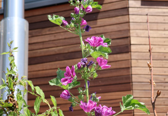Fiori viola davanti al lodge Wellnest al Camping Vinkenhof nei Paesi Bassi con parete in legno moderna.