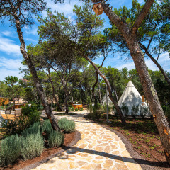 Stensti gennem fyrretræer og tipier på Camping Arena One 99 Glamping i Istrien, Kroatien, under blå himmel.