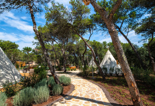 Steenpad omringd door pijnbomen en tipitenten bij Camping Arena One 99 Glamping in Istrië, Kroatië.