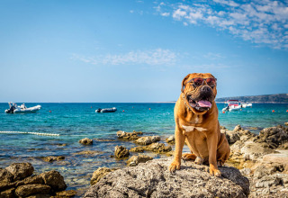 Grote bruine hond met zonnebril zit op rotsen bij zee bij Valamar Camping Ježevac, Kroatië.