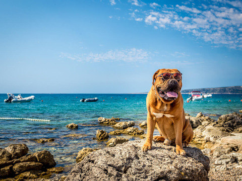 Grote bruine hond met zonnebril zit op rotsen bij zee bij Valamar Camping Ježevac, Kroatië.