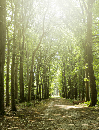 Ruta forestal - Achterhoek