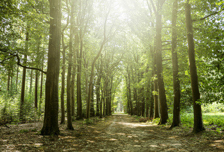 Ruta forestal - Achterhoek