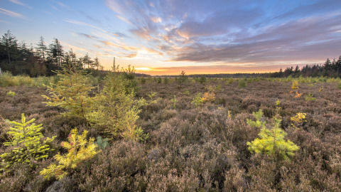 Zonsondergang boven een glamping vakantiepark met heidevelden en jonge bomen onder een kleurrijke lucht.