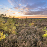 Sunset view across a glamping holiday park featuring heather fields and young trees beneath a vibrant sky.