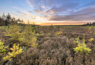 Zonsondergang boven een glamping vakantiepark met heidevelden en jonge bomen onder een kleurrijke lucht.