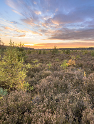 Vista al atardecer sobre un parque vacacional de glamping con brezales y jóvenes árboles bajo un cielo colorido.