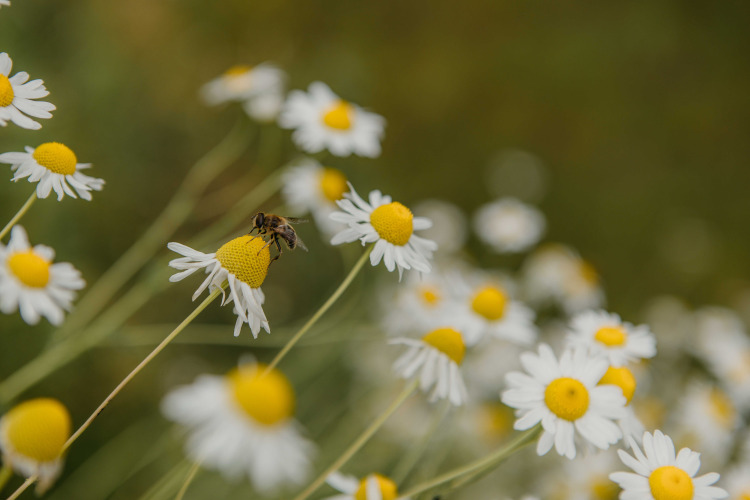 Una abeja poliniza una flor de margarita en primer plano en The Hills, Wilsumer Berge, Alemania.