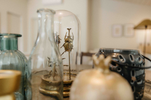 Jarrones decorativos de vidrio y escarabajos montados bajo campana en una mesa de alojamiento glamping.