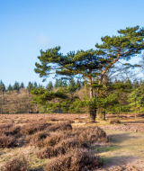 Parque Nacional de Hoge Veluwe, Güeldres, Países Bajos