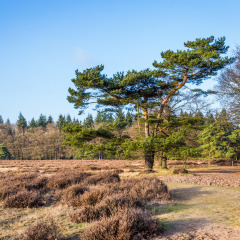 Parque Nacional de Hoge Veluwe, Güeldres, Países Bajos