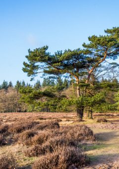 Nationaal Park Hoge Veluwe, Gelderland, Nederland