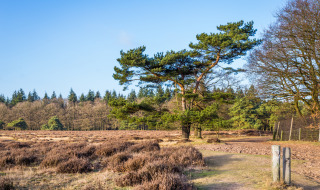 Nationaal Park Hoge Veluwe, Gelderland, Nederland