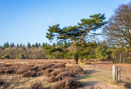 Hoge Veluwe National Park, Gelderland, Niederlande