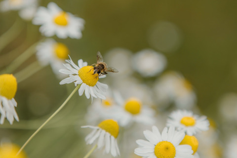 Een bij op een margriet in focus, omringd door wazige bloemen bij The Hills tiny house, Wilsumer Berge, Duitsland.