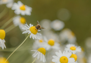 Een bij op een margriet in focus, omringd door wazige bloemen bij The Hills tiny house, Wilsumer Berge, Duitsland.