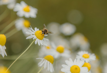 Abeja posada sobre una margarita en primer plano, rodeada de flores borrosas en The Hills, Wilsumer Berge, Alemania.