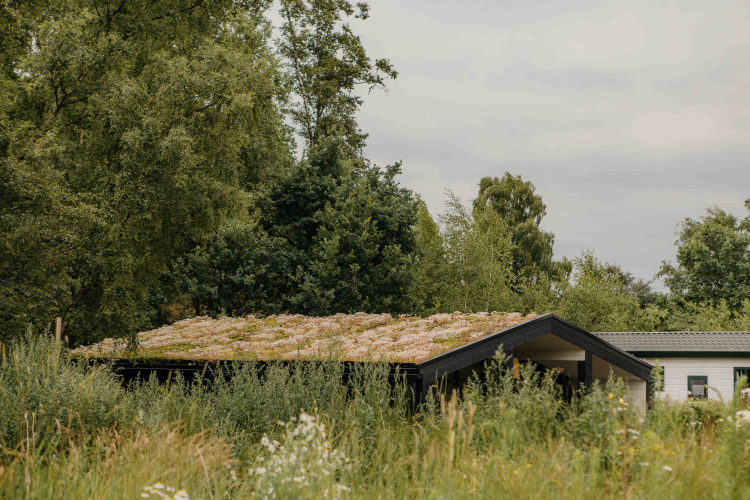 Pequeña casa con techo verde rodeada de árboles y vegetación silvestre en Wilsumer Berge, Alemania.