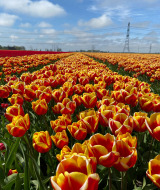 Campo di tulipani variopinti vicino a Opende, Groninga, Paesi Bassi, con cielo azzurro e linee elettriche sullo sfondo.