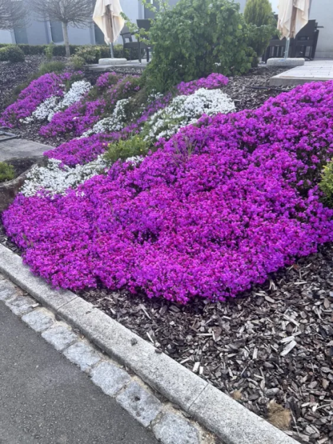 Aiuole colorate con fiori viola e bianchi presso Camping Gritt nel parco vacanze di Diekirch, Lussemburgo.