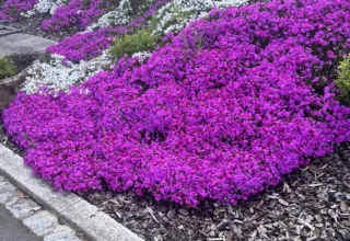 Coloridos parterres de flores moradas y blancas en Camping Gritt, un parque vacacional en Diekirch, Luxemburgo.