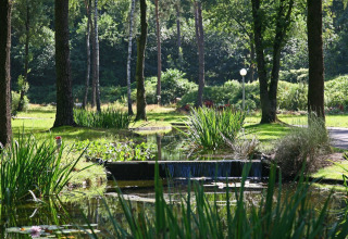 Tranquilla scena boschiva con stagno, piccola cascata e vegetazione rigogliosa a Bospark Markelo, Overijssel, Paesi Bassi.