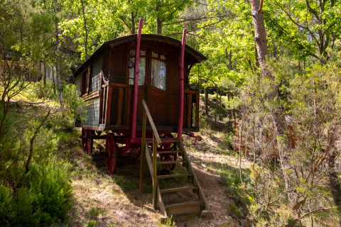 Caravana gitana sin baño privado, situada en un bosque verde y frondoso, rodeada de naturaleza.