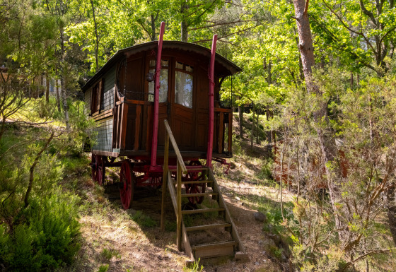 Caravana gitana sin baño privado, situada en un bosque verde y frondoso, rodeada de naturaleza.
