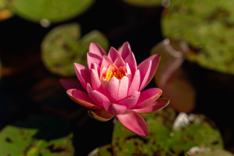 Eine rosa Seerosenblüte auf einem Teich im Bospark Markelo, Overijssel, Niederlande.