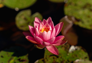 Eine rosa Seerosenblüte auf einem Teich im Bospark Markelo, Overijssel, Niederlande.