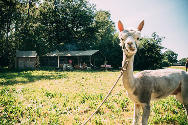 Una alpaca atada está frente a una tienda safari con invitados en Feather Down Landgoed Volenbeek, Países Bajos.