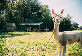 Una alpaca atada está frente a una tienda safari con invitados en Feather Down Landgoed Volenbeek, Países Bajos.