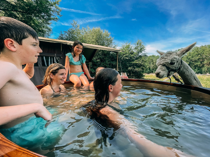 Familia disfruta de una bañera caliente con una alpaca curiosa junto a su tienda en Feather Down Landgoed Volenbeek.
