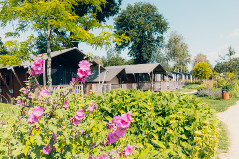 Tende safari presso Tiny Safari House nell'Holiday park De Boshoek, Paesi Bassi, tra fiori variopinti.