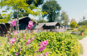 Tentes safari au Tiny Safari House, Holiday park De Boshoek aux Pays-Bas, entourées de fleurs colorées.