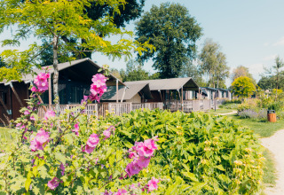 Lyse safari-telte ved Tiny Safari House, Holiday park De Boshoek, omringet af blomster og grønne planter.