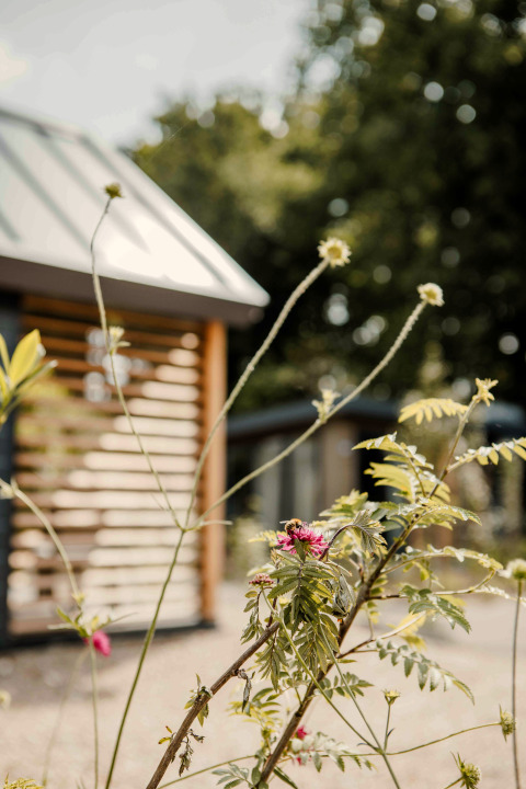 Gros plan de fleurs sauvages avec un Tiny Loft flou à Veluwepark de Bosgraaf, Pays-Bas, en arrière-plan.