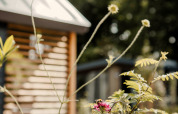 Nahaufnahme von Wildblumen mit Tiny Loft im Veluwepark de Bosgraaf, Niederlande, unscharf im Hintergrund.