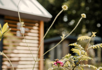 Primer plano de flores silvestres con Tiny Loft desenfocado en Veluwepark de Bosgraaf, Países Bajos, de fondo.