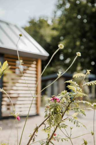 Nahaufnahme von Wildblumen mit Tiny Loft im Veluwepark de Bosgraaf, Niederlande, unscharf im Hintergrund.