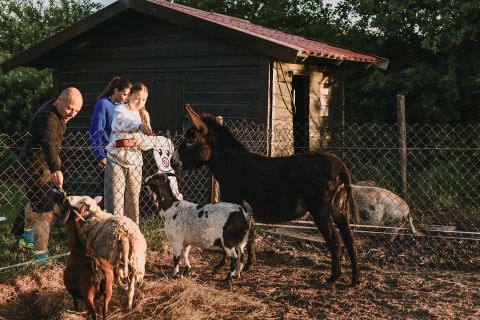 Familie fodrer geder og et æsel foran et skur på Feather Down De Appelsche feriepark i Friesland, Holland.