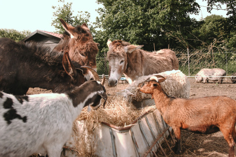 Een ezel en twee geiten eten samen hooi op een boerderij bij Feather Down De Appelsche in Friesland.