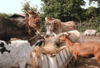 Un burro y dos cabras comen heno juntos en una granja de Feather Down De Appelsche en Friesland.