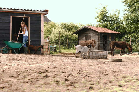 Chica trabajando en la granja con burros y cabras en Feather Down De Appelsche, Friesland, Países Bajos.