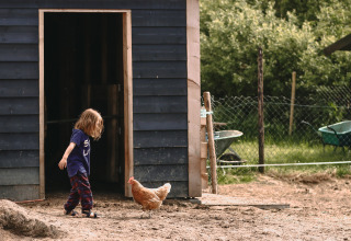 Niño con ropa cómoda camina con una gallina frente a un cobertizo en un parque vacacional en Friesland.