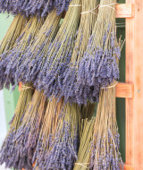 Bundels gedroogde lavendel hangen aan een houten rek bij Gapennes in Hauts-de-France, Frankrijk.