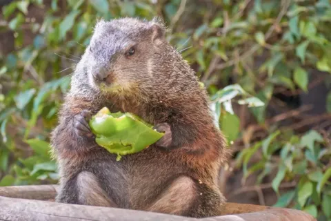 Een bosmarmot eet een groene appel; een hoogtepunt van Domaine des Messires vakantiepark, Grand Est.